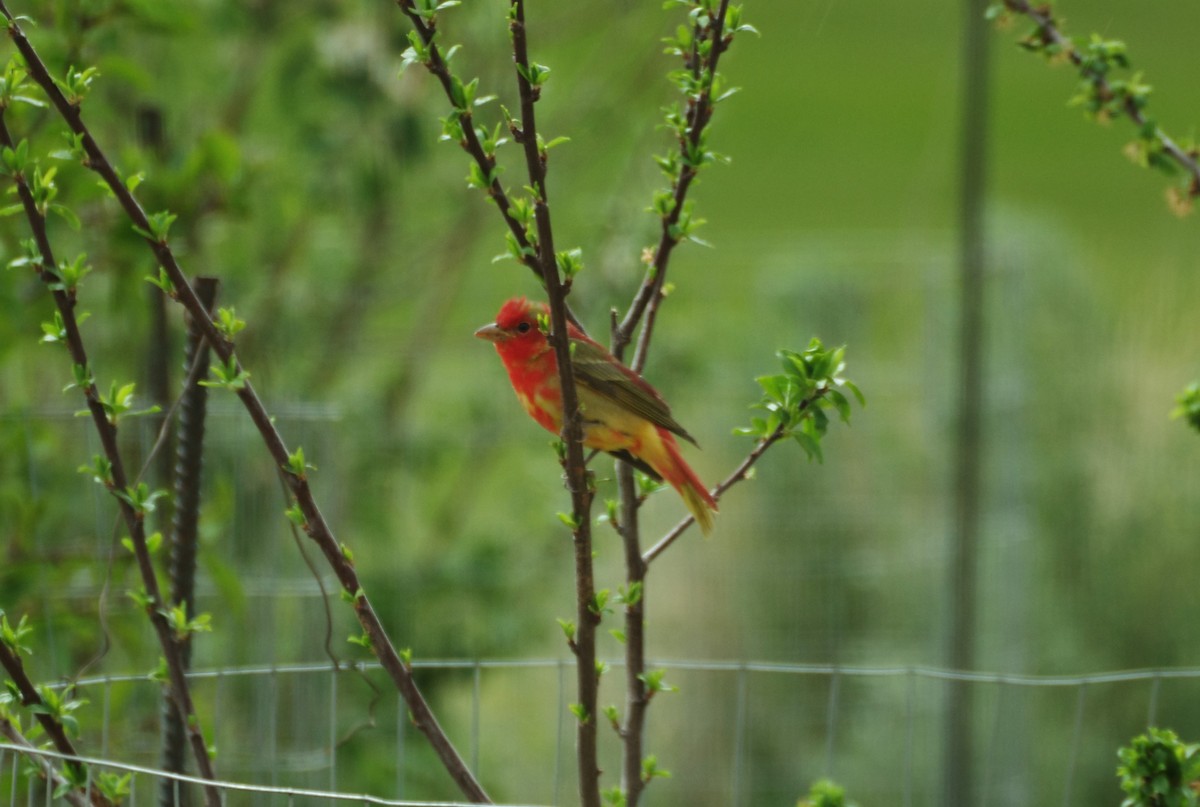 Summer Tanager - Brenda Wright