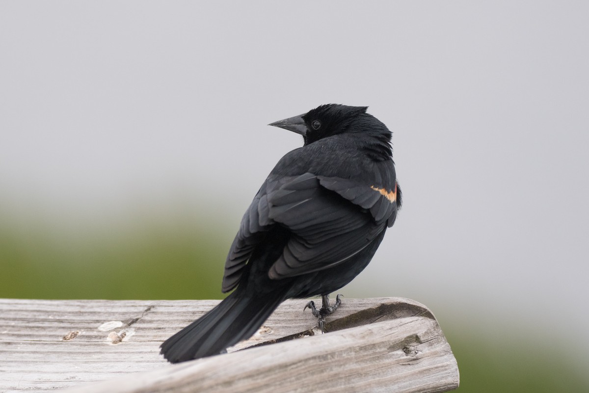 Red-winged Blackbird - C  Thorn