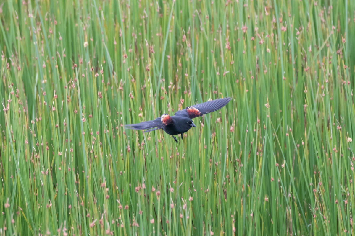 Red-winged Blackbird - C  Thorn