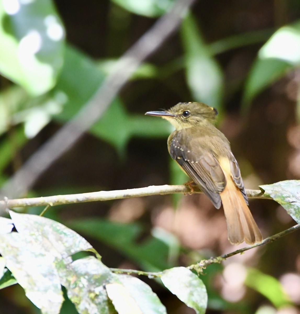 Tropical Royal Flycatcher - mark perry