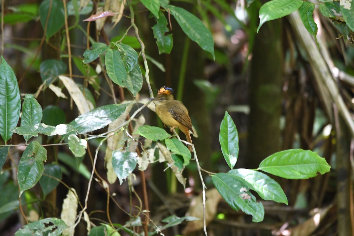 Tropical Royal Flycatcher - mark perry