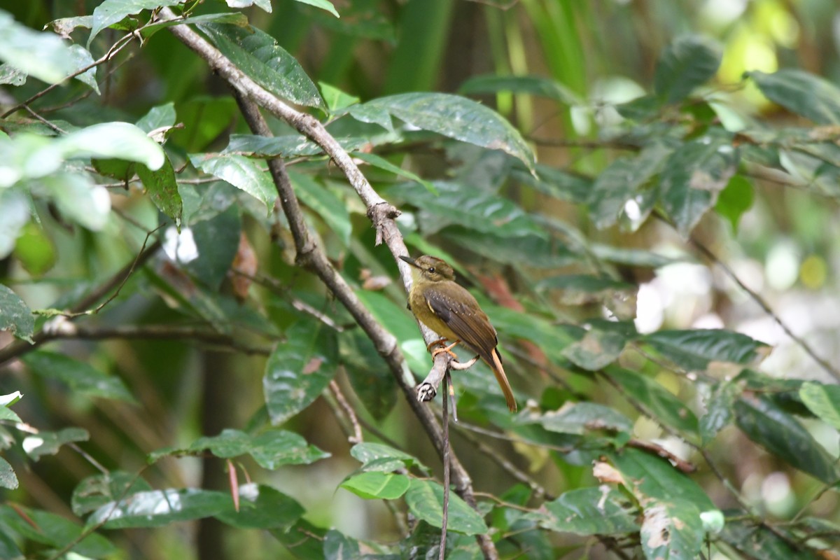 Tropical Royal Flycatcher - mark perry