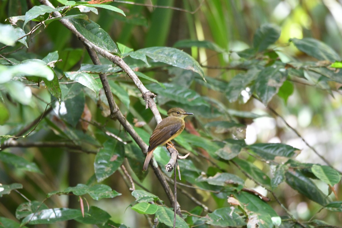 Tropical Royal Flycatcher - mark perry