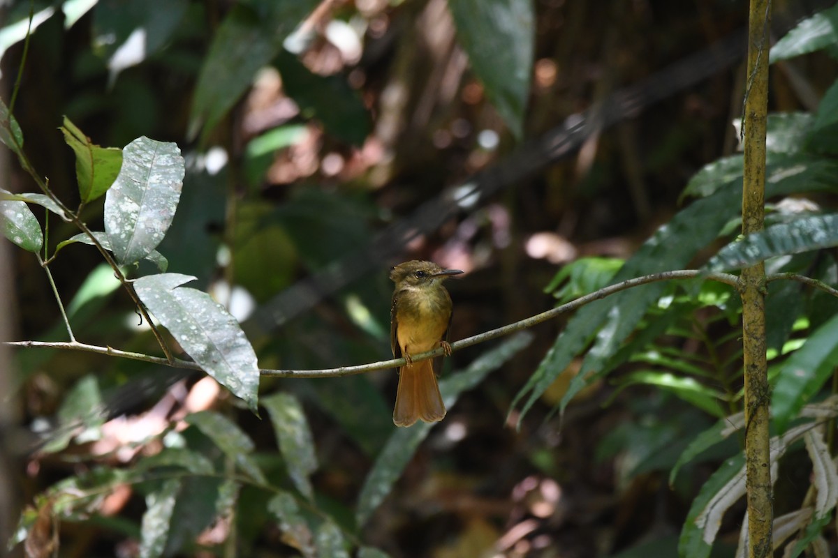 Tropical Royal Flycatcher - mark perry