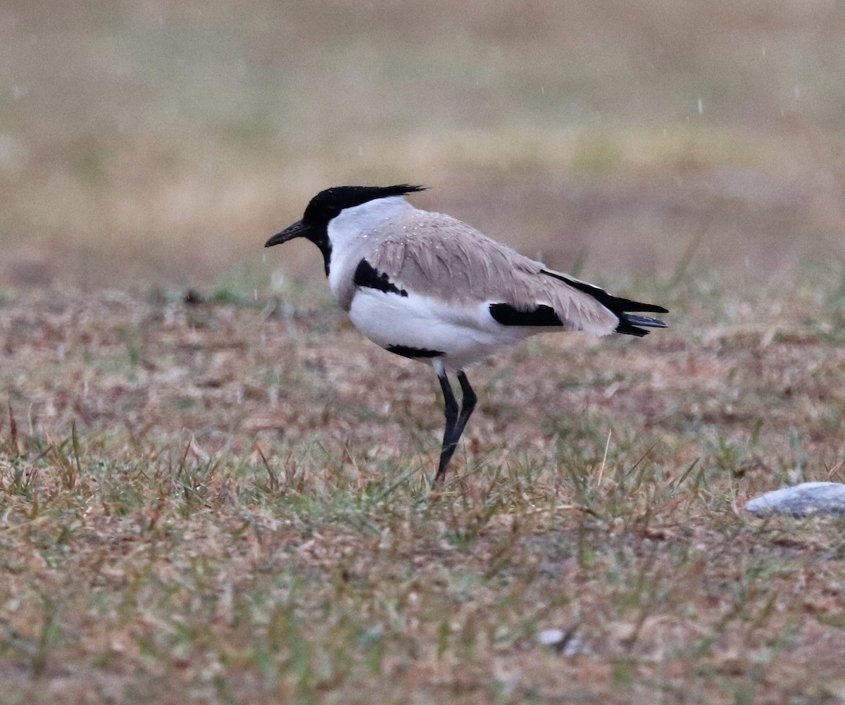 River Lapwing - Sunil Zaveri