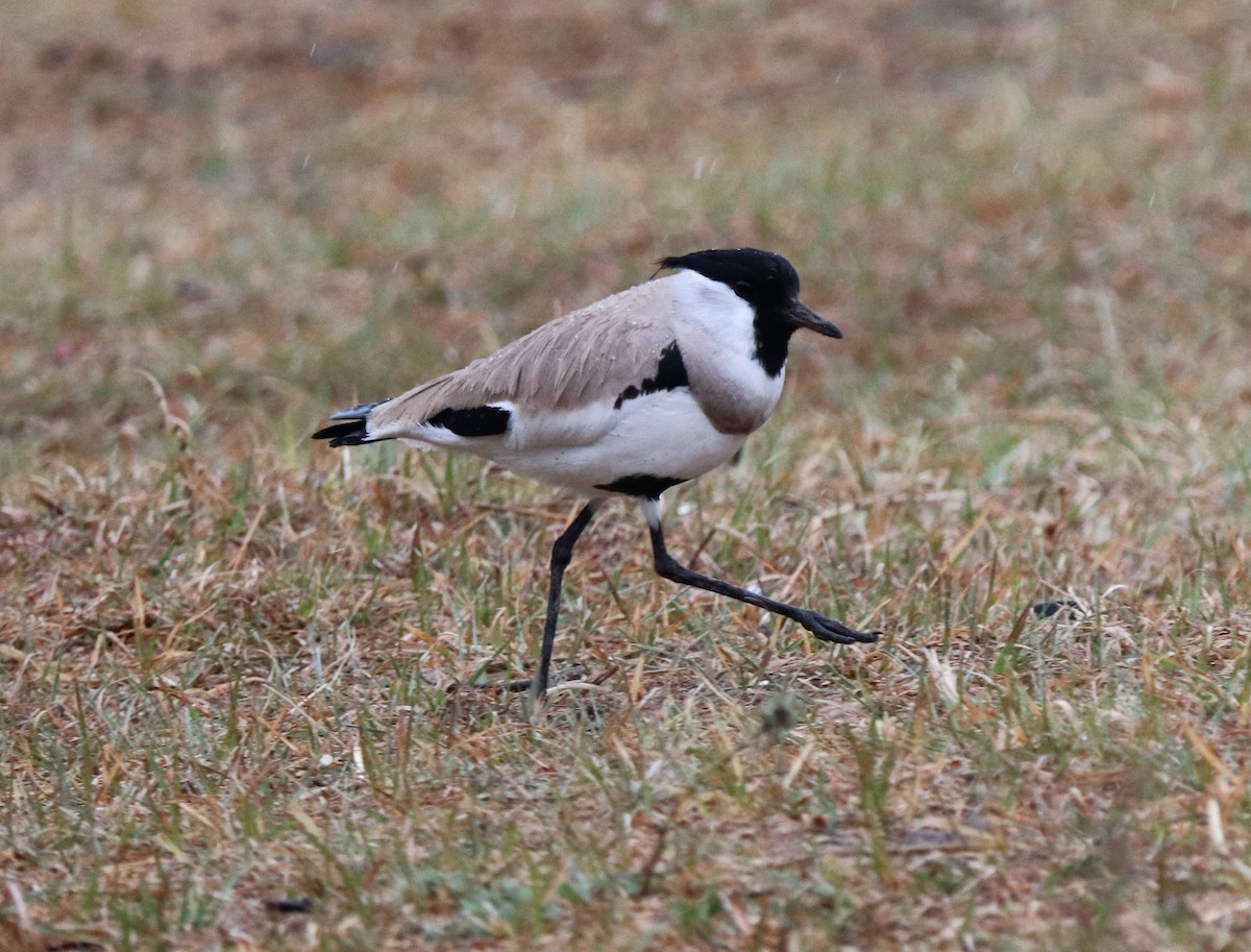 River Lapwing - Sunil Zaveri