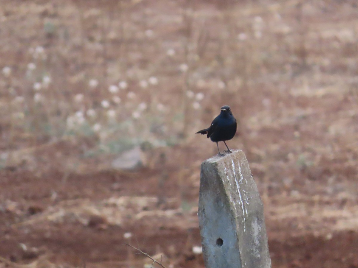 Indian Robin - Shilpa Gadgil