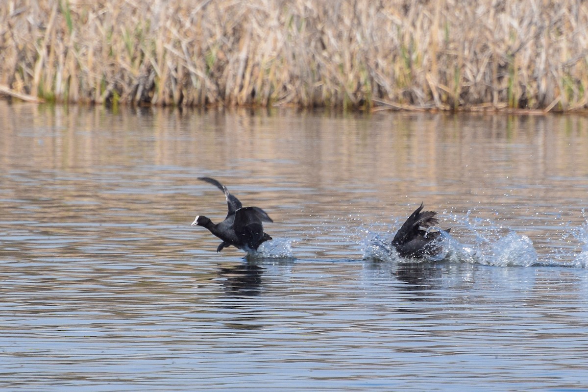 Eurasian Coot - Valentina Mezhetskaia