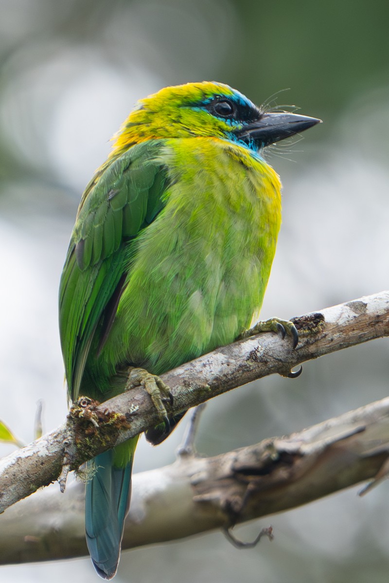 Golden-naped Barbet - ML619281157