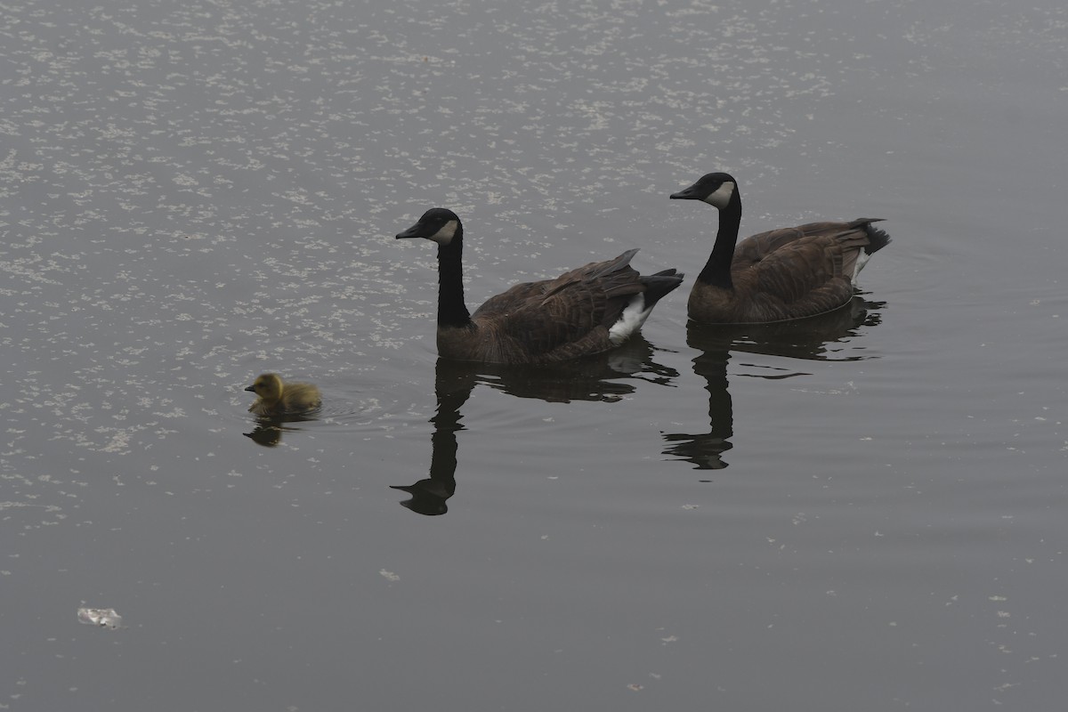 Canada Goose - Sherri & Camera Guy