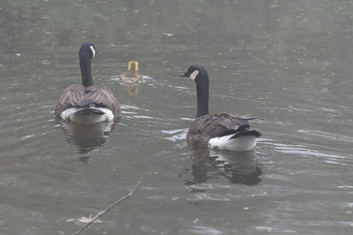 Canada Goose - Sherri & Camera Guy