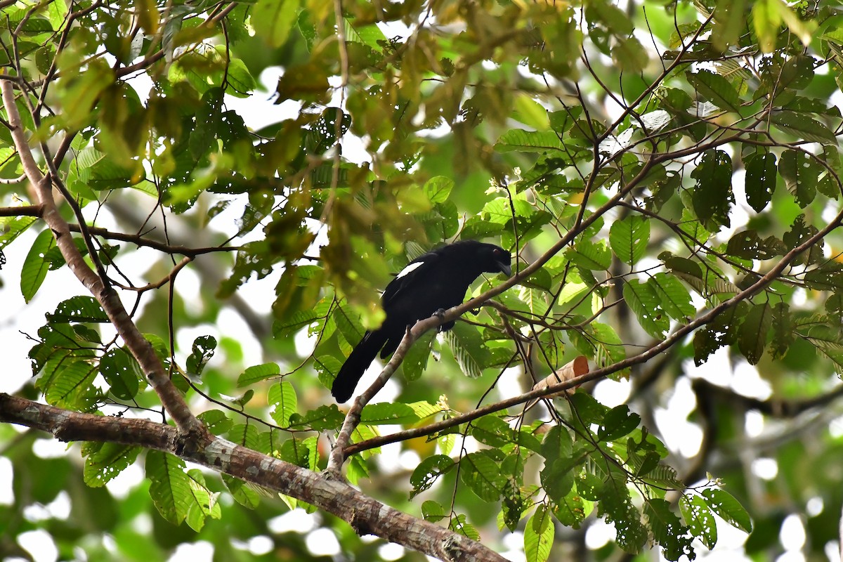 Black Magpie - Haritharan Suppaiah