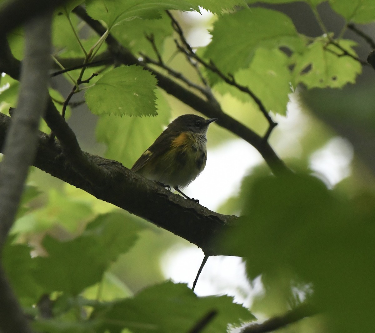 American Redstart - Sherri & Camera Guy