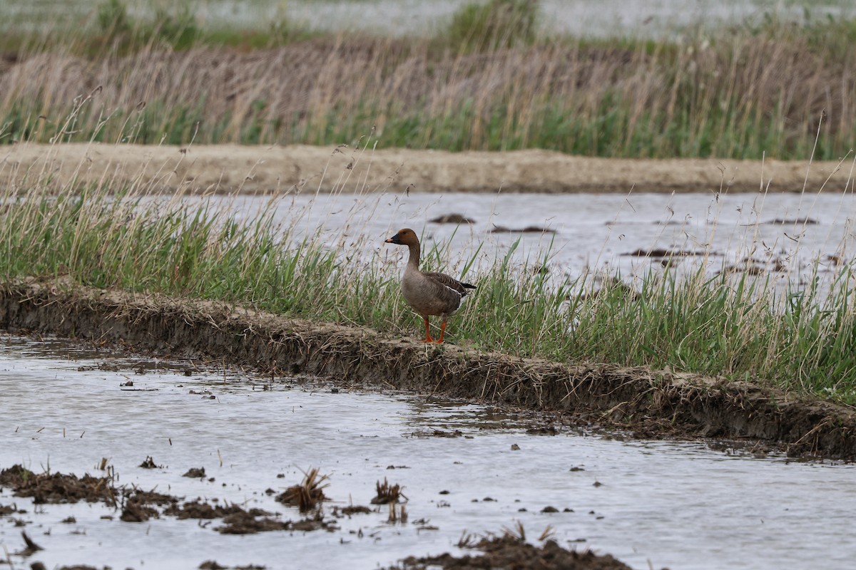 Tundra Bean-Goose - Shin Mun Cheol