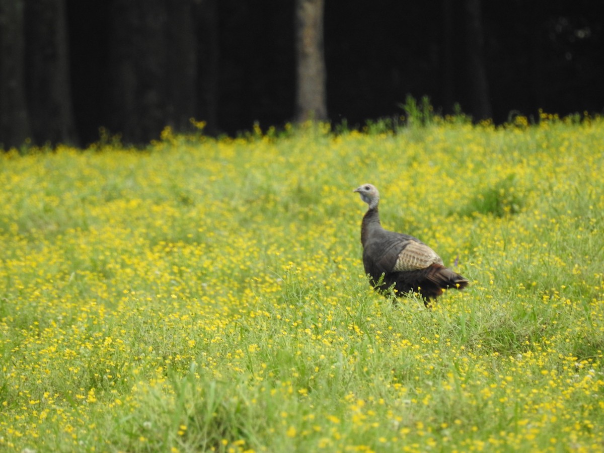 Wild Turkey - Laura Mae