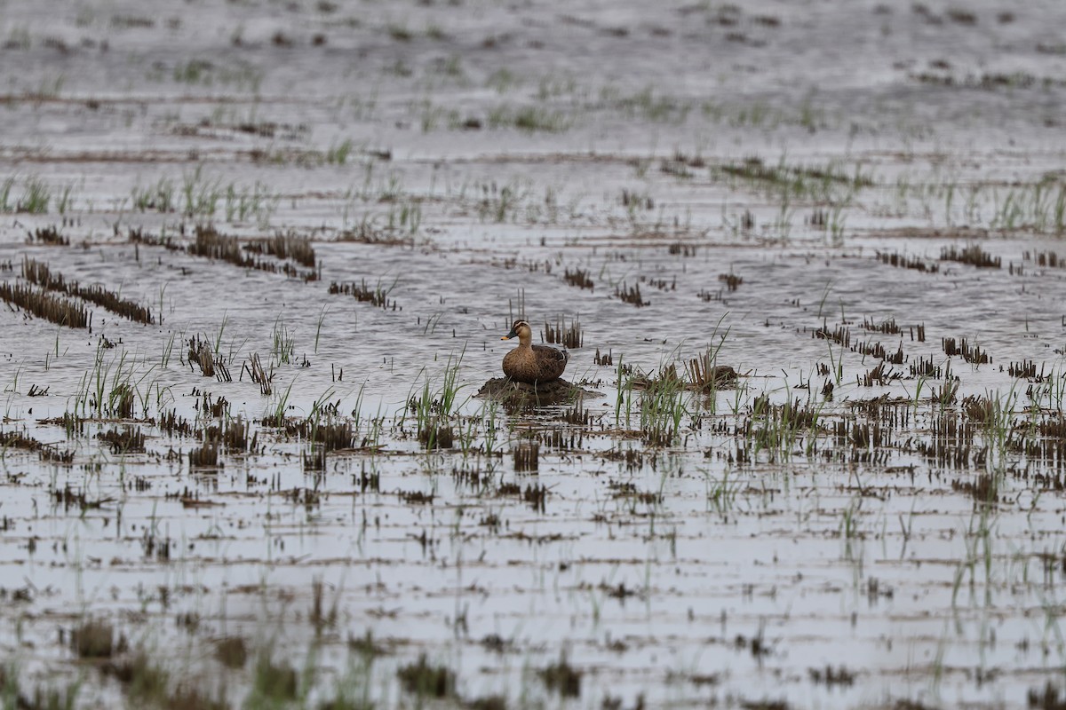 Eastern Spot-billed Duck - Shin Mun Cheol