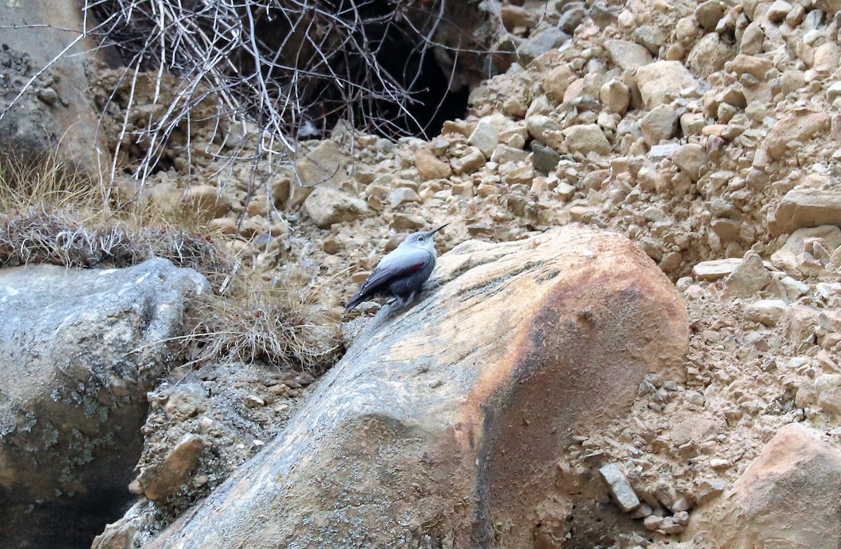 Wallcreeper - Sunil Zaveri