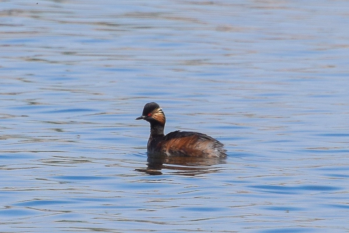 Eared Grebe - Valentina Mezhetskaia