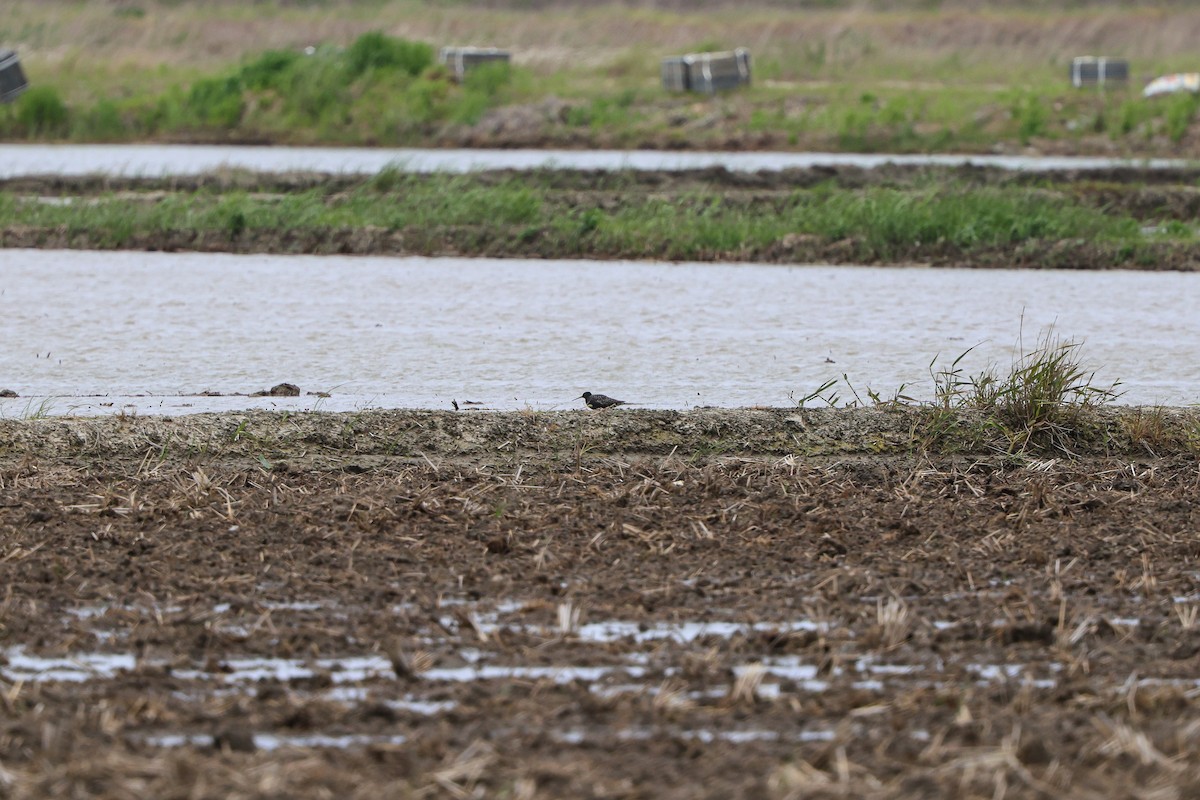 Spotted Redshank - Shin Mun Cheol