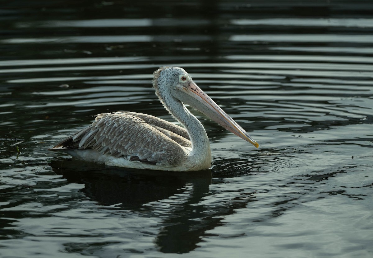 Spot-billed Pelican - Nick Hardcastle