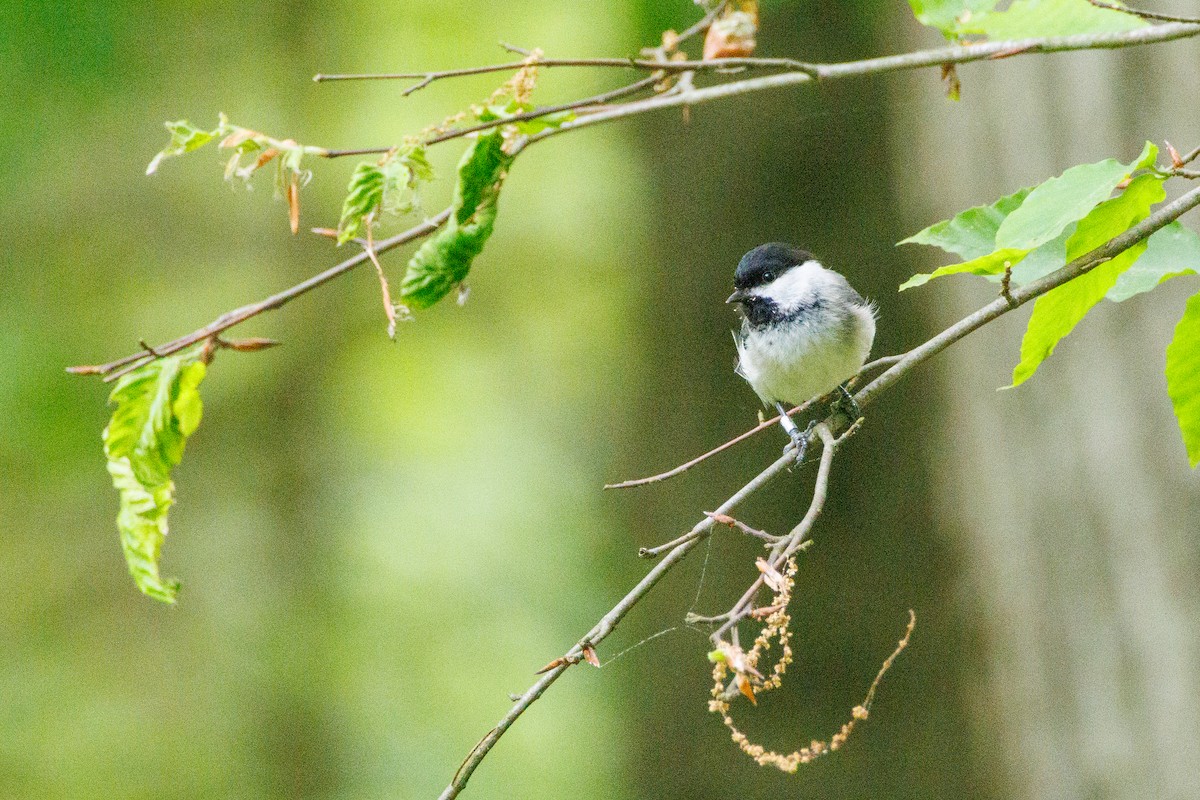 Black-capped Chickadee - Walter D