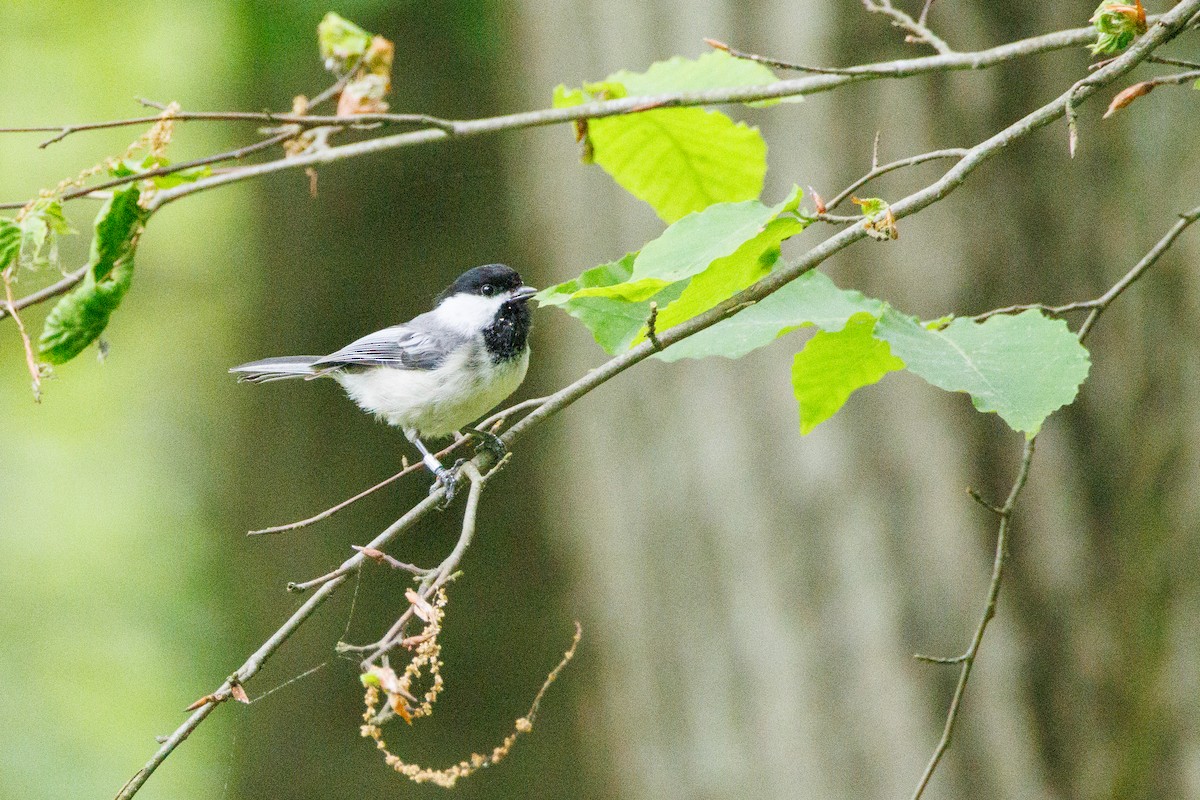 Black-capped Chickadee - Walter D