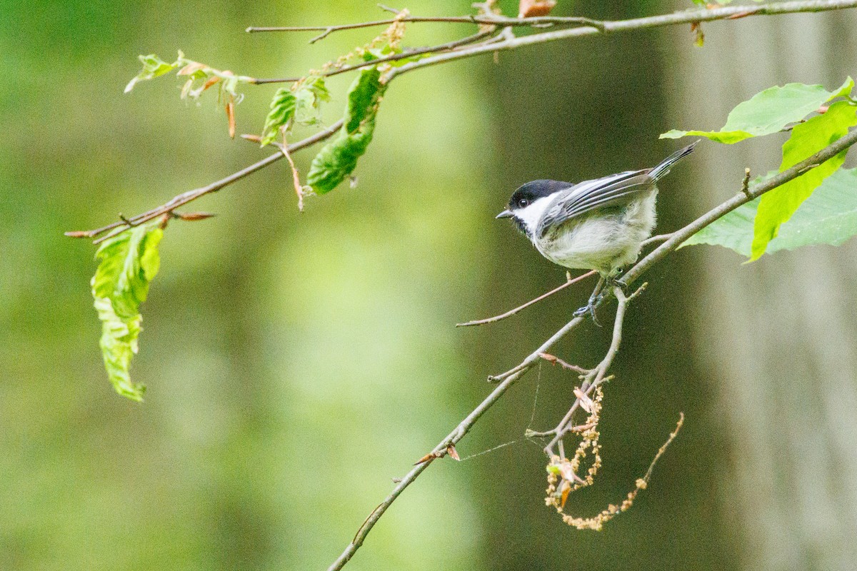 Black-capped Chickadee - Walter D