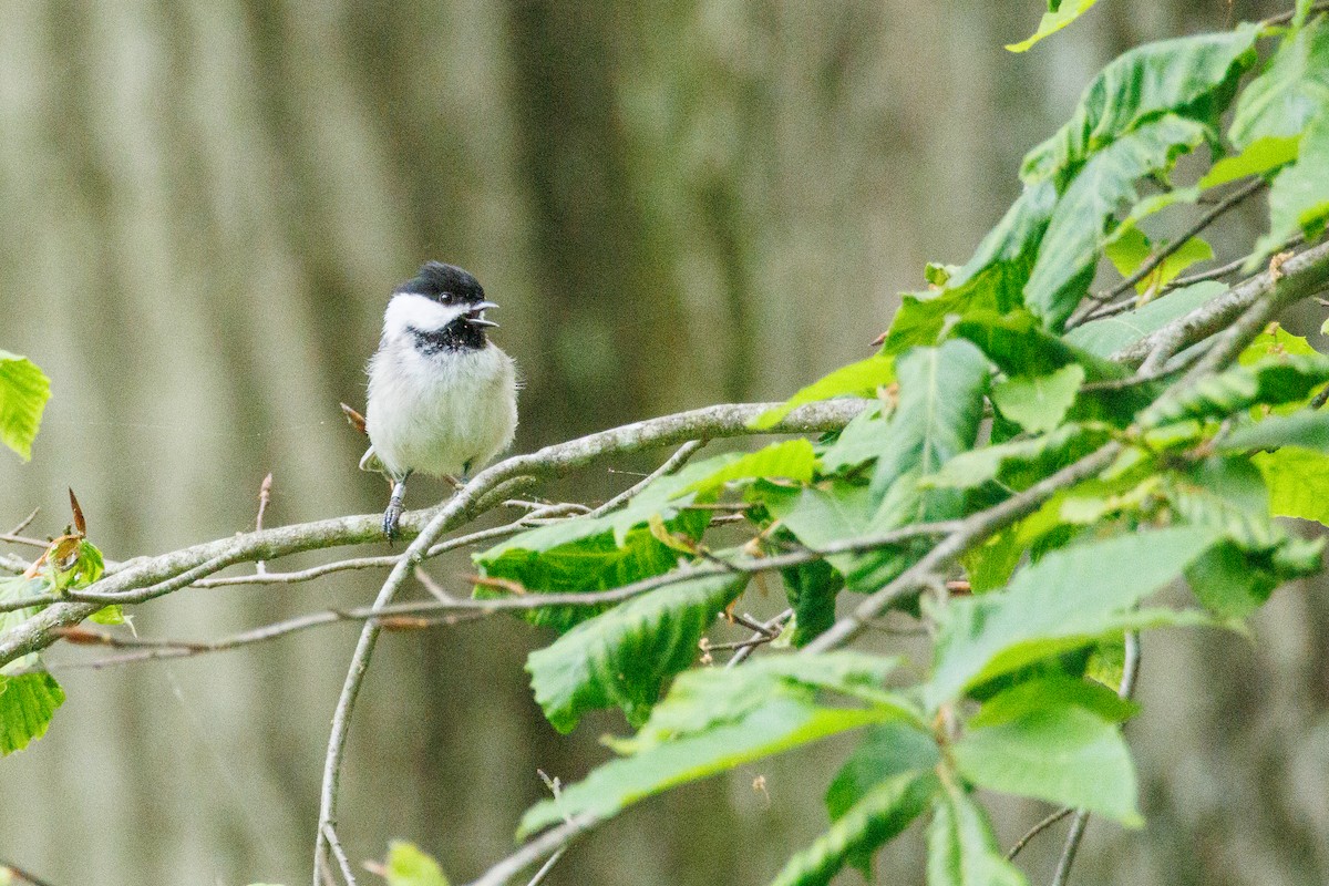 Black-capped Chickadee - Walter D