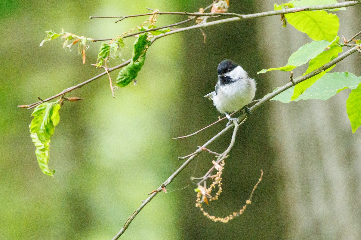 Black-capped Chickadee - Walter D