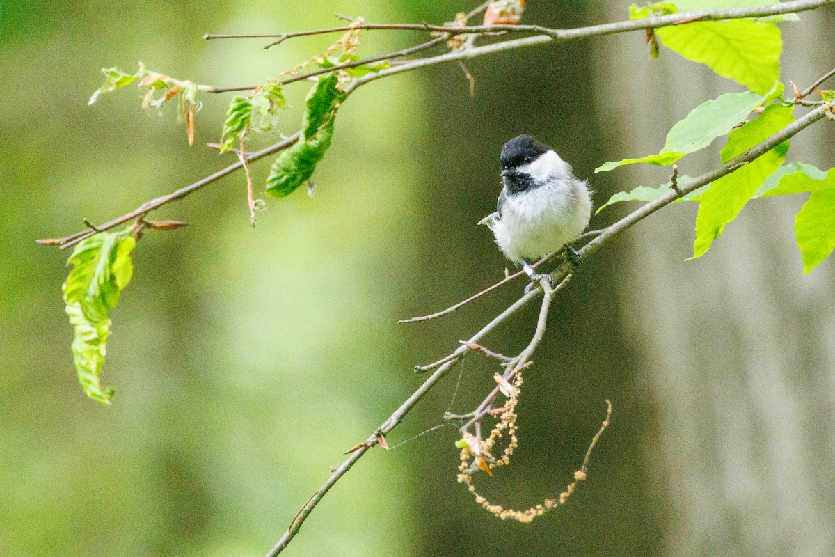 Black-capped Chickadee - Walter D