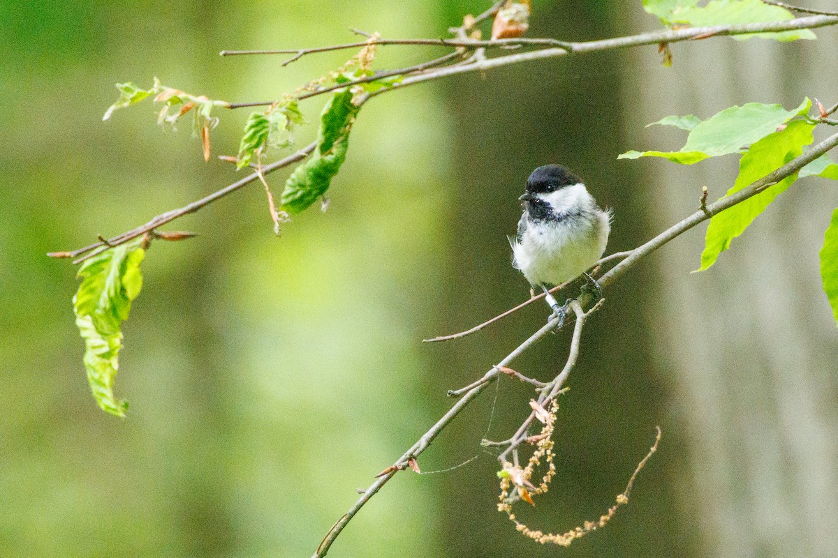 Black-capped Chickadee - ML619281259