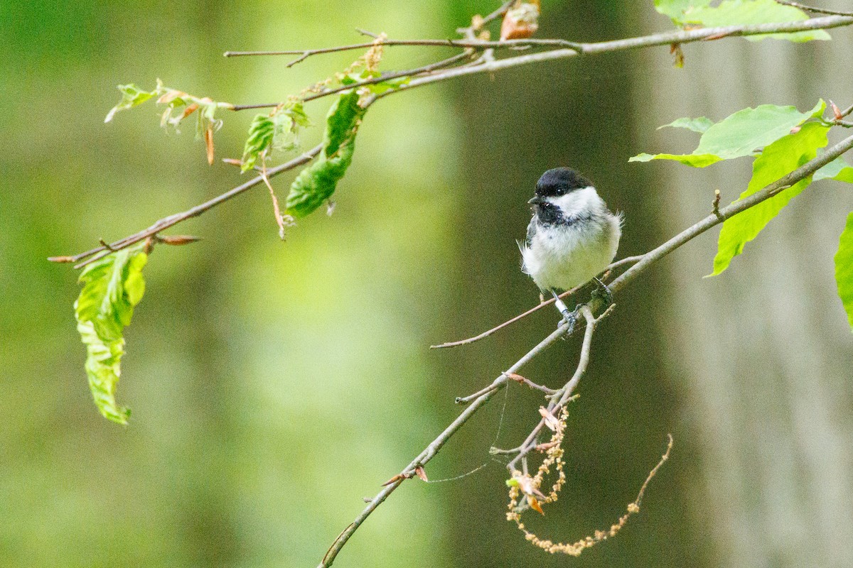 Black-capped Chickadee - Walter D