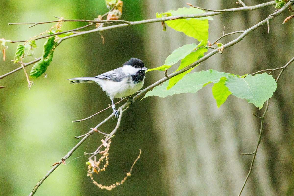 Black-capped Chickadee - Walter D