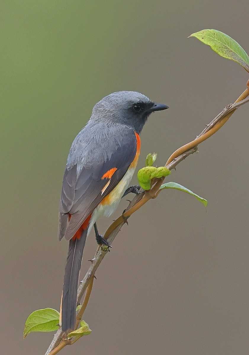 Small Minivet - Shashidhar Joshi