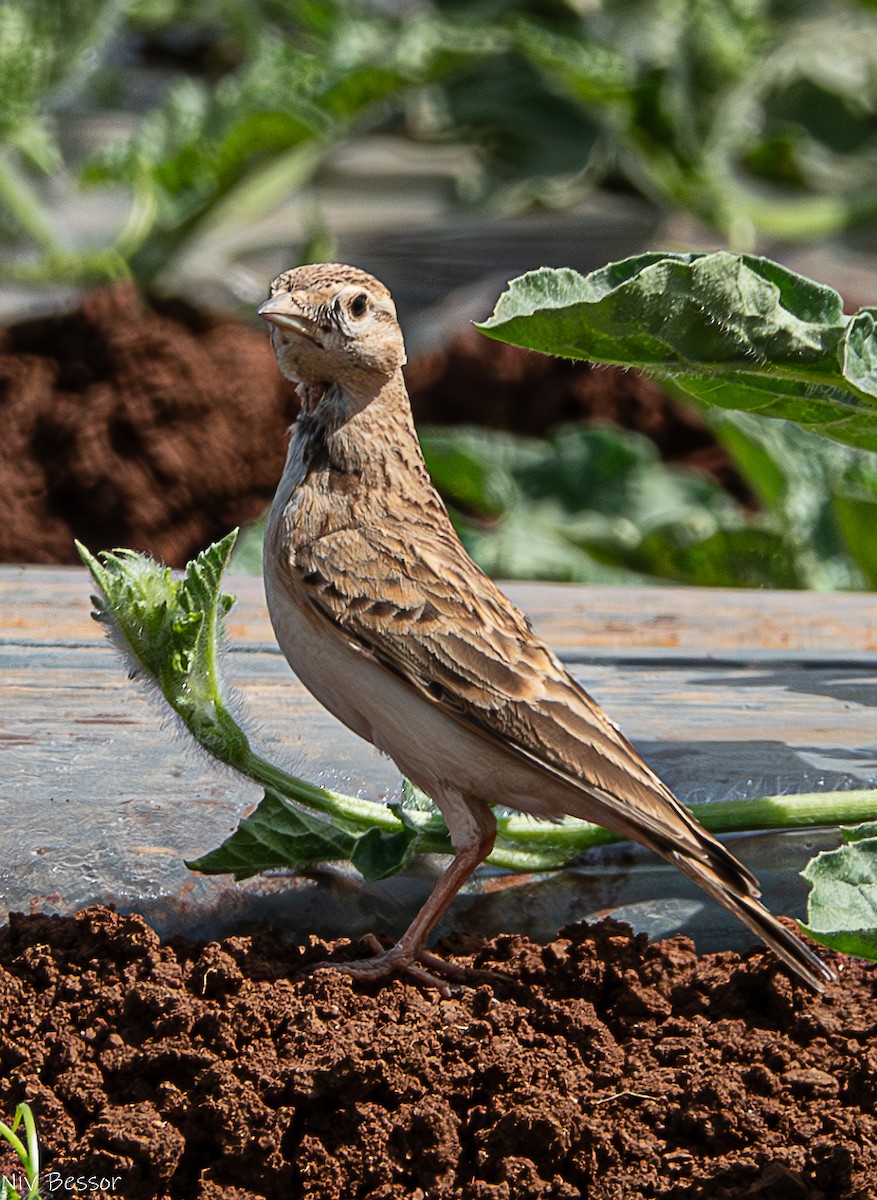 Greater Short-toed Lark - Niv Bessor