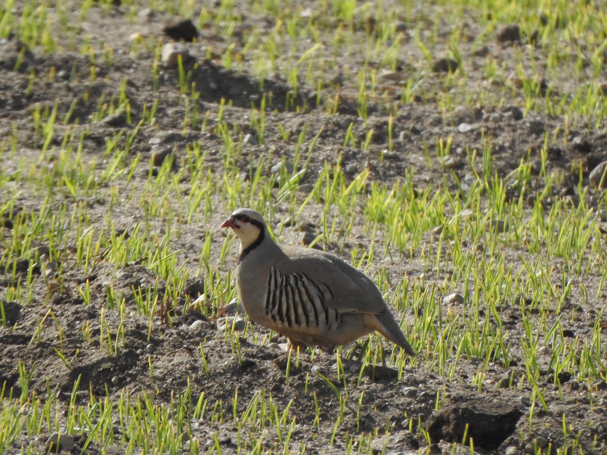 Chukar - Selvaganesh K