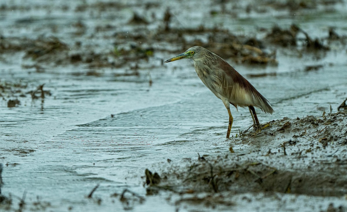 Indian Pond-Heron - Nick Hardcastle