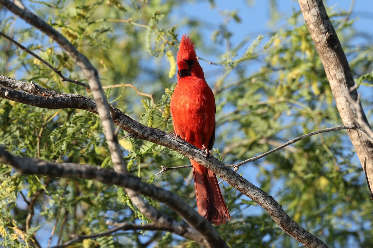 Northern Cardinal - Ian Thompson