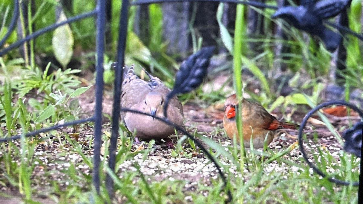 Mourning Dove - John Devroy