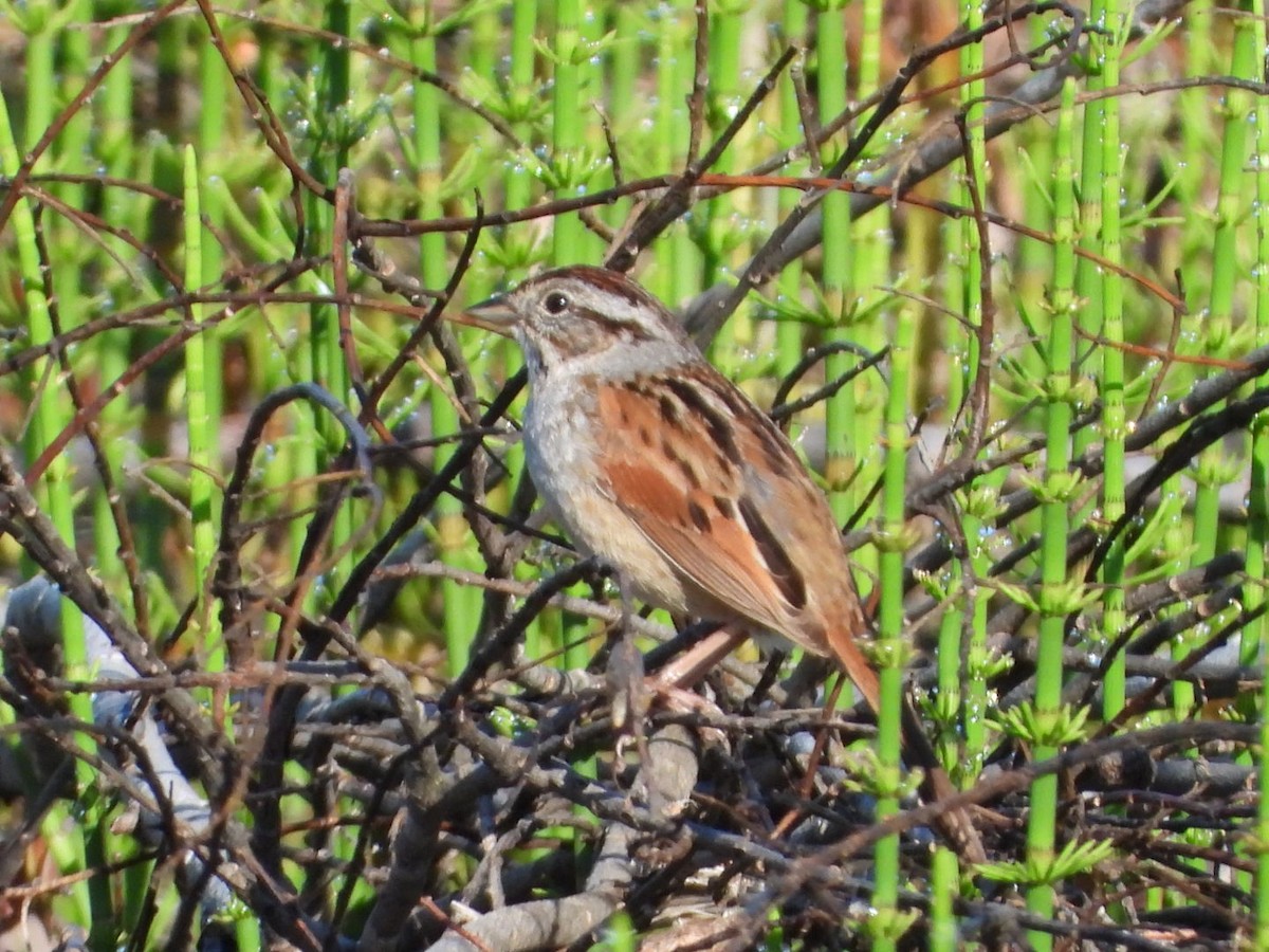Swamp Sparrow - ML619281297