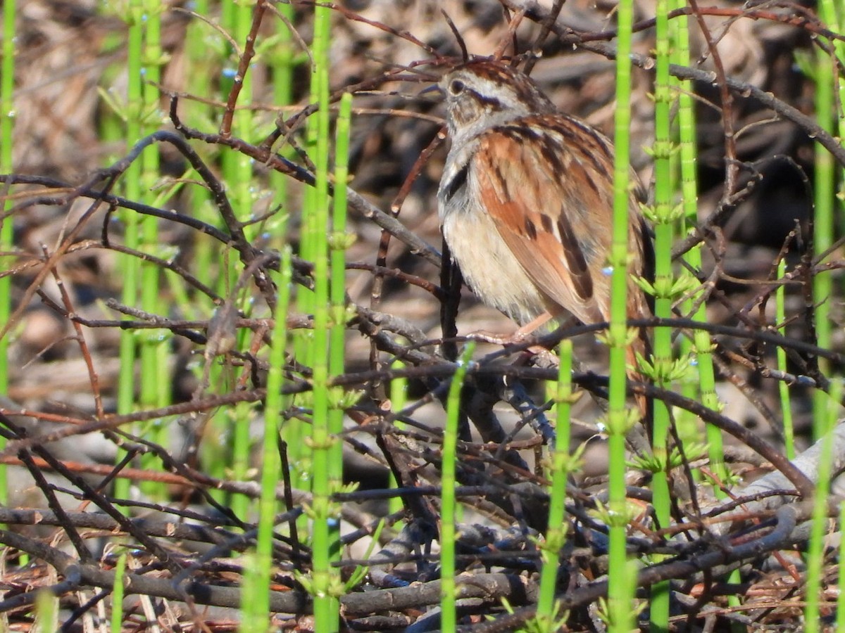 Swamp Sparrow - ML619281298