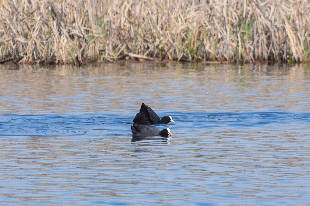 Eurasian Coot - Valentina Mezhetskaia