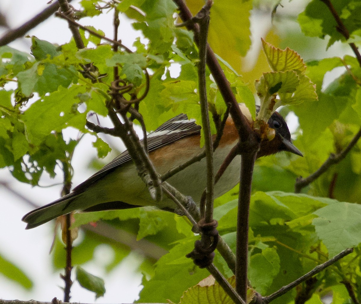 Bay-breasted Warbler - Alan Desbonnet