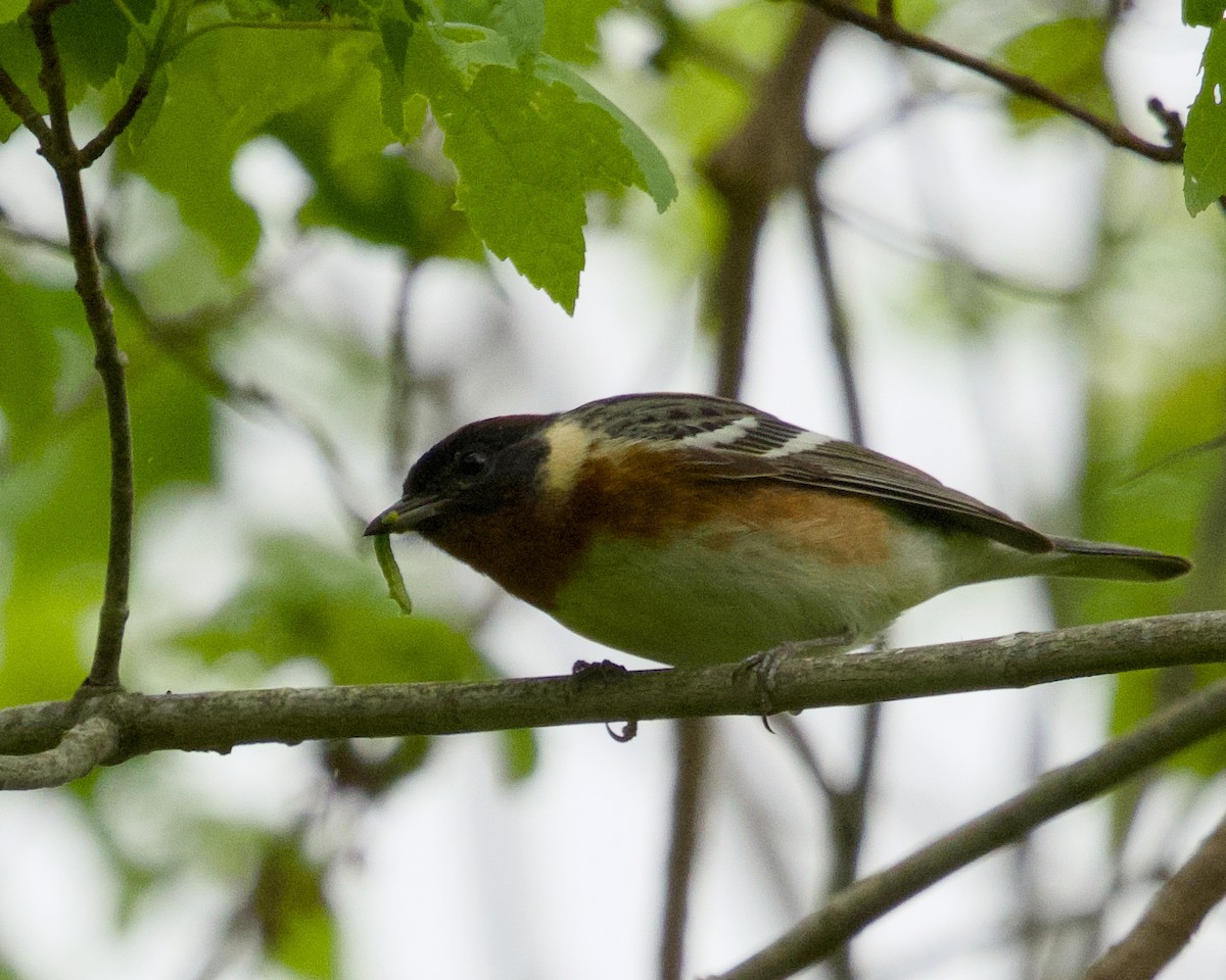 Bay-breasted Warbler - ML619281320