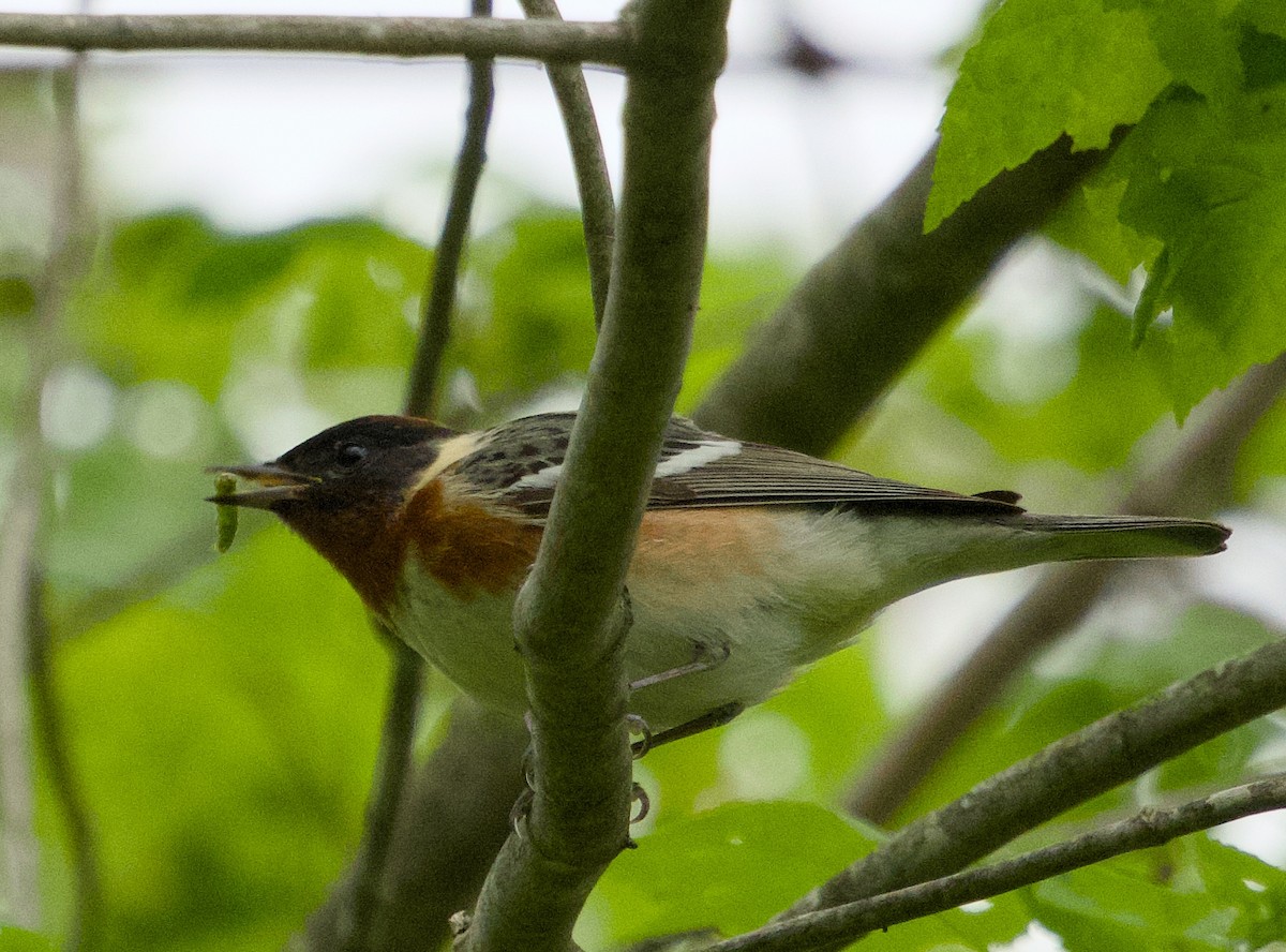 Bay-breasted Warbler - Alan Desbonnet