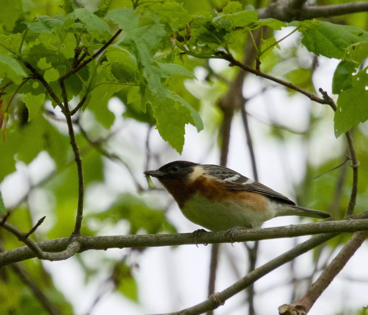 Bay-breasted Warbler - Alan Desbonnet