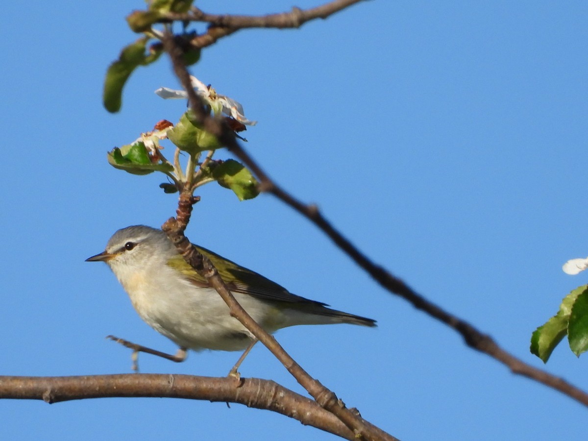 Tennessee Warbler - Olivier Dansereau