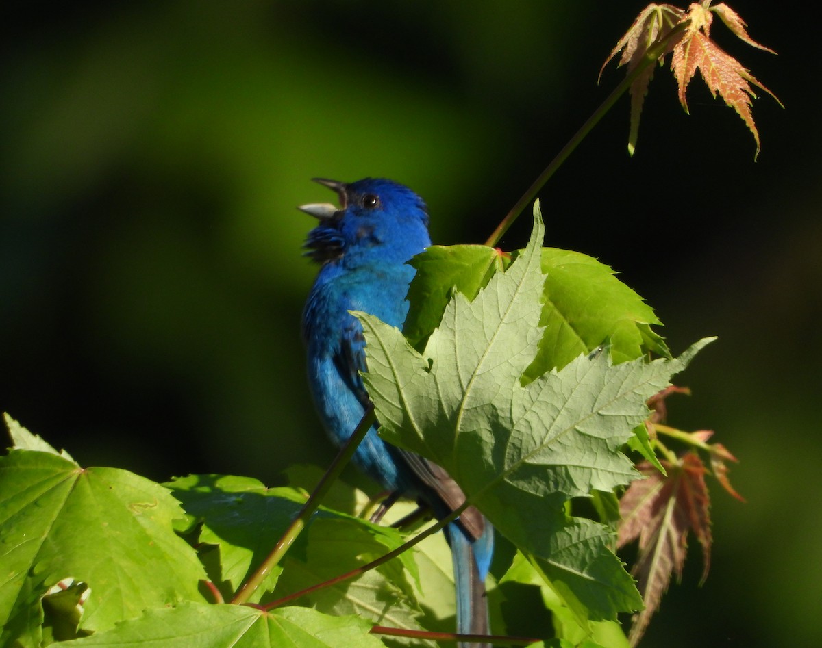 Indigo Bunting - Martin Berg