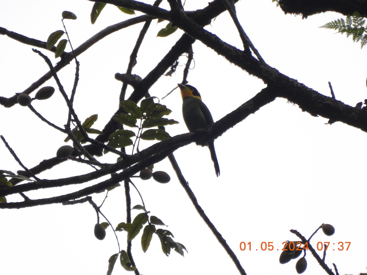 Long-tailed Broadbill - Muralidharan S