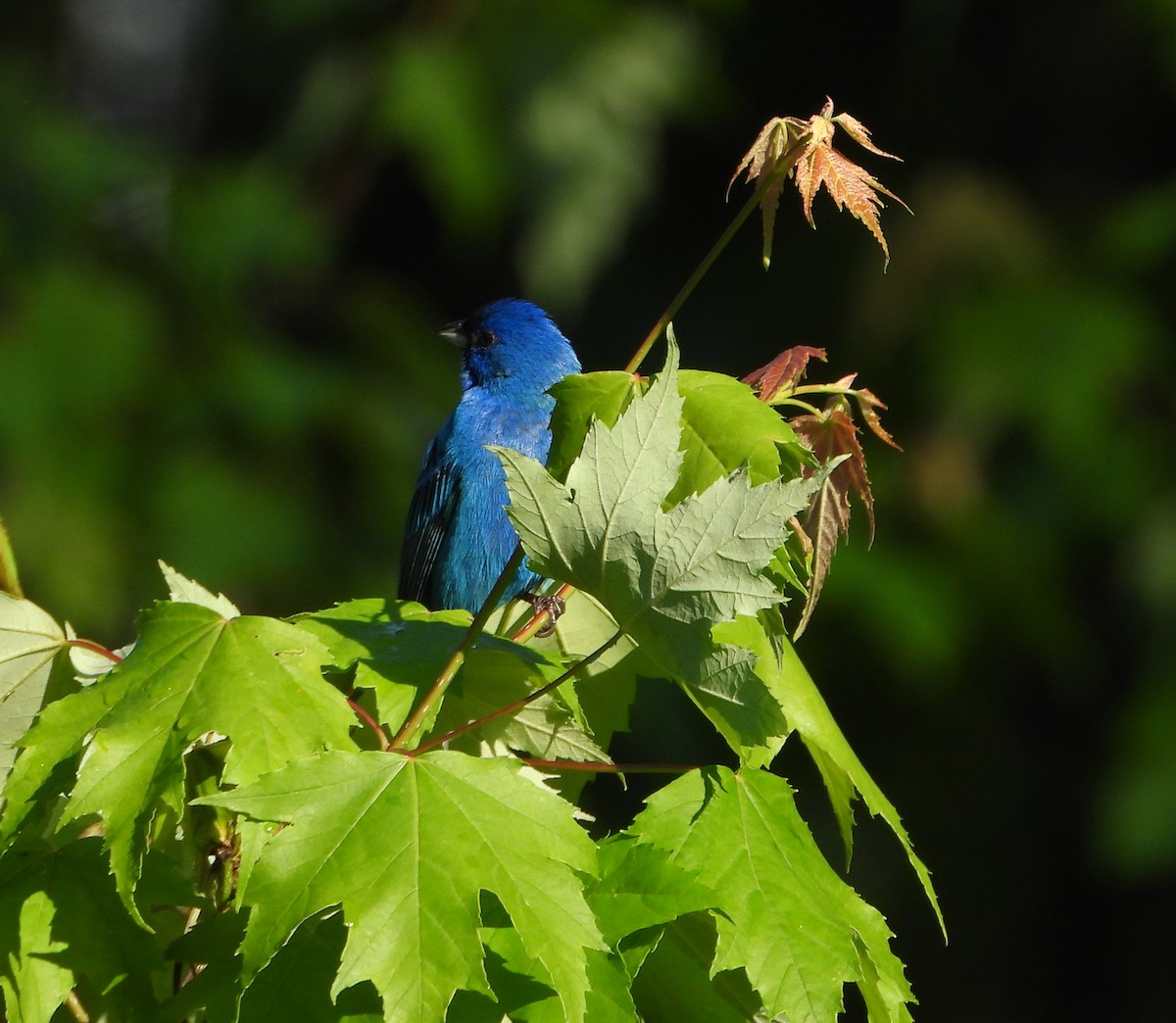 Indigo Bunting - Martin Berg